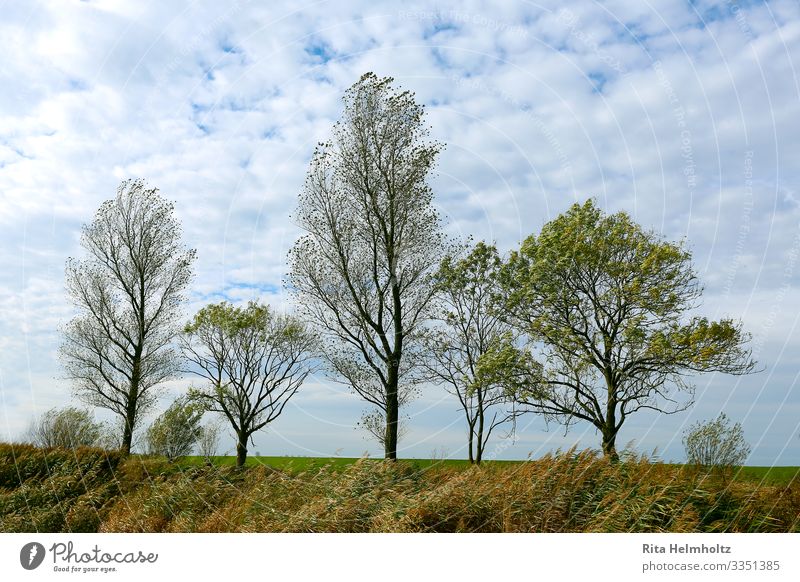 tree row Environment Nature Landscape Plant Sky Clouds Spring Beautiful weather Tree Meadow Growth Fresh Infinity Blue Brown Green White Patient Calm