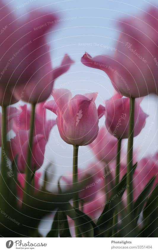 Pink tulips Nature Plant Spring Tulip Leaf Blossom Field Blossoming Fragrance Beautiful Green Red Romance Dream Calyx Lily plants Ornamental plant Park Garden