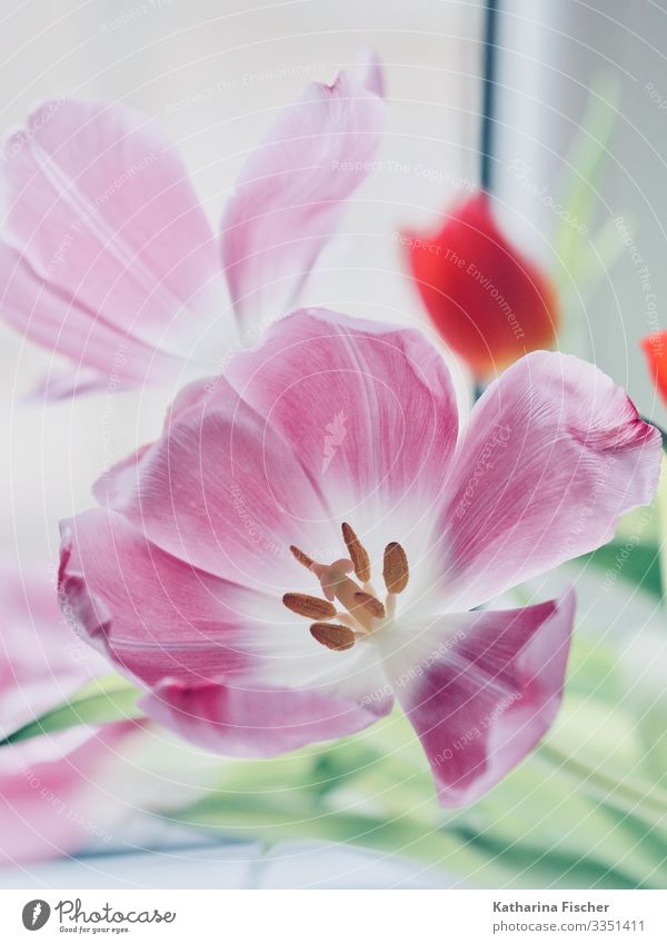 tulip season Nature Plant Spring Summer Autumn Winter Tulip Leaf Blossom Bouquet Blossoming Esthetic Beautiful Green Pink Red White Decoration Bud Pistil