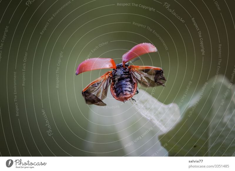 I take off Environment Nature Plant Leaf Animal Beetle Wing Insect 1 Flying Exceptional Beginning Freedom Mobility Airplane takeoff Disperse Colour photo