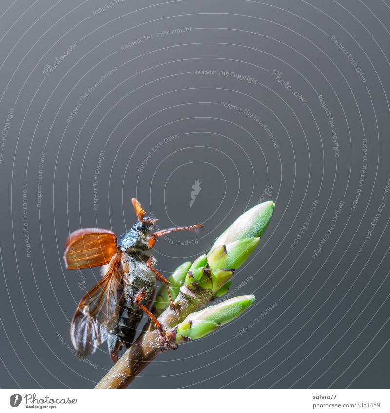 lifted off | almost done Environment Nature Spring Plant Leaf bud Animal Beetle Wing May bug 1 Flying Beginning Departure Colour photo Exterior shot