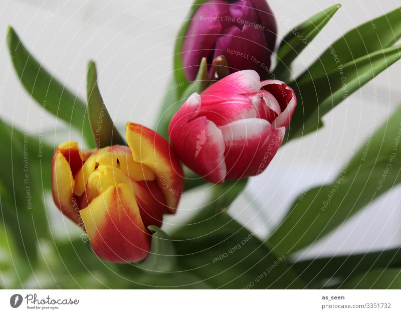 SPRING MESSENGERS Lifestyle Harmonious Decoration Valentine's Day Easter Birthday Nature Plant Spring Flower Tulip Bouquet Blossoming Illuminate Esthetic