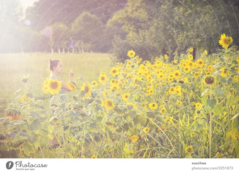 girls in a field of sunflowers Child Field Sunflowers Sunlight Yellow Landscape Meadow Summer Nature natural Exterior shot Agriculture Bright bleed