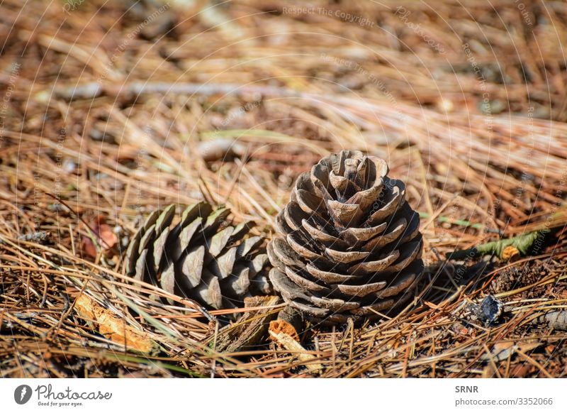 Strobile Environment Nature Plant Dry acerose leaf cone Ecological ecosystem pine needles strobile Exterior shot Deserted