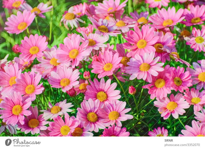 ?hrysanthemum Nature Plant Flower Blossom Blossoming anthesis blooming blossom out Chrysanthemum chrysanths daisy-like Floral florescence floret Bud