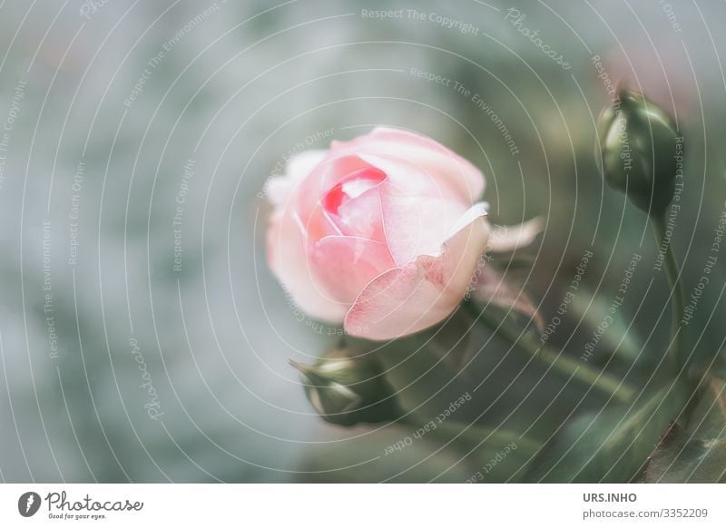 Rose blossom with two rose buds Nature Plant Flower Blossom Blossoming Growth Fragrance Thorny Green Pink Esthetic Culture Rose Bud Rosebud Leaf Blur