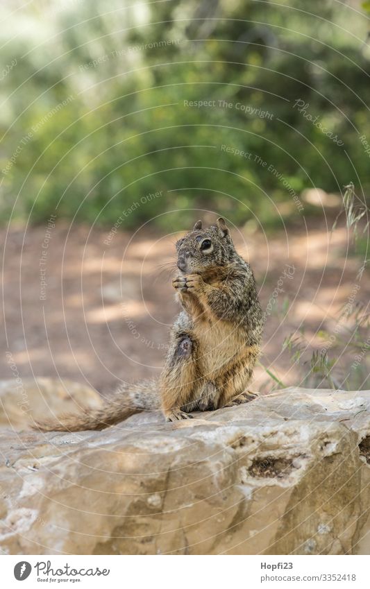 Squirrel sitting on a rock Mammal Pelt Brown Small Sweet Rodent Stone Rock Bushes Green Sit nibble Gnaw Observe