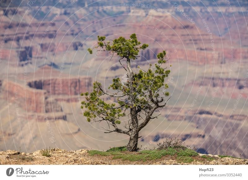 Small pine tree at the Grand Canyon Environment Nature Landscape Animal Water Spring Summer Beautiful weather Plant Tree Grass Hill Rock Relaxation