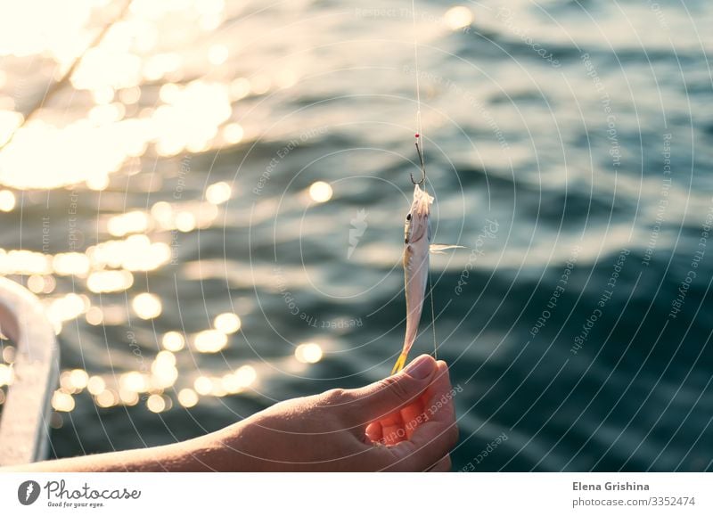 The female hand holds a small fish. The woman is fishing. Seafood Lifestyle Relaxation Leisure and hobbies Fishing (Angle) Vacation & Travel Trip Ocean
