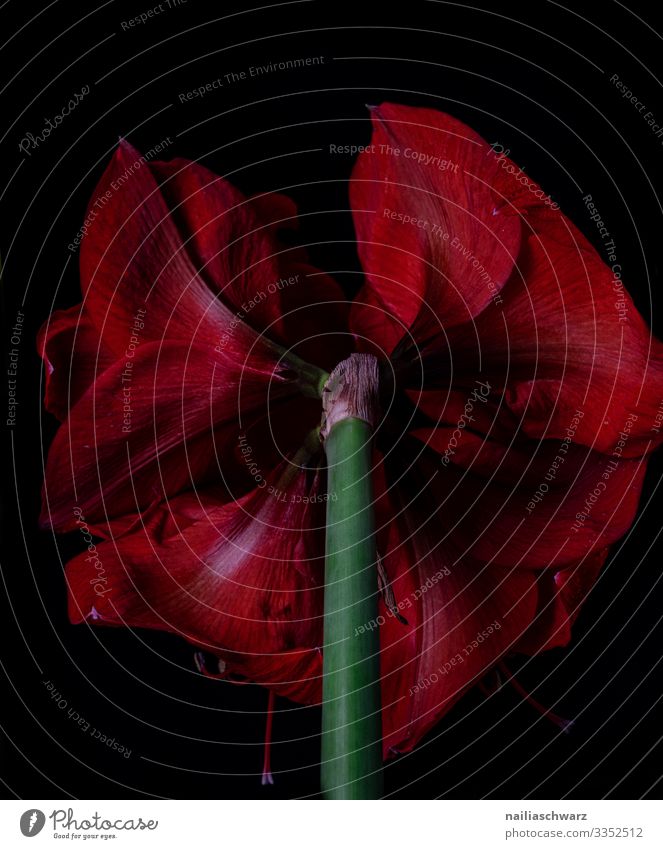 Red Amaryllis red amaryllis close macro close up white black background intense bud flower floral blossom beauty nature bloom blooming single flower red flower