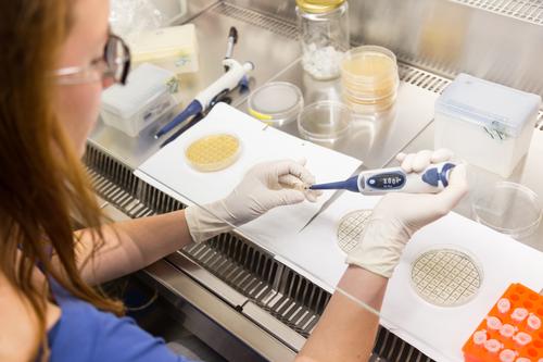 Female scientist researching in laboratory, pipetting cell culture samples on LB agar medium in laminar flow. Life science professional grafting bacteria in the petri dishes.