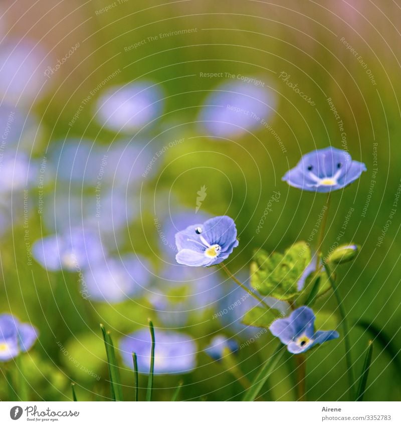 Speedwell - just like that Plant Shallow depth of field Flower Blossoming Blue Day Nature Deserted Green Simple Friendliness Bright Small Beautiful Spring