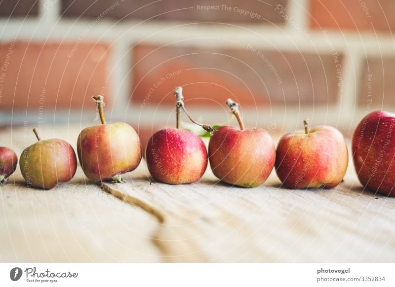 Apples in line Size difference Size comparison large Row apples Apple harvest Red Harvest ready Arrangement Orderliness Healthy