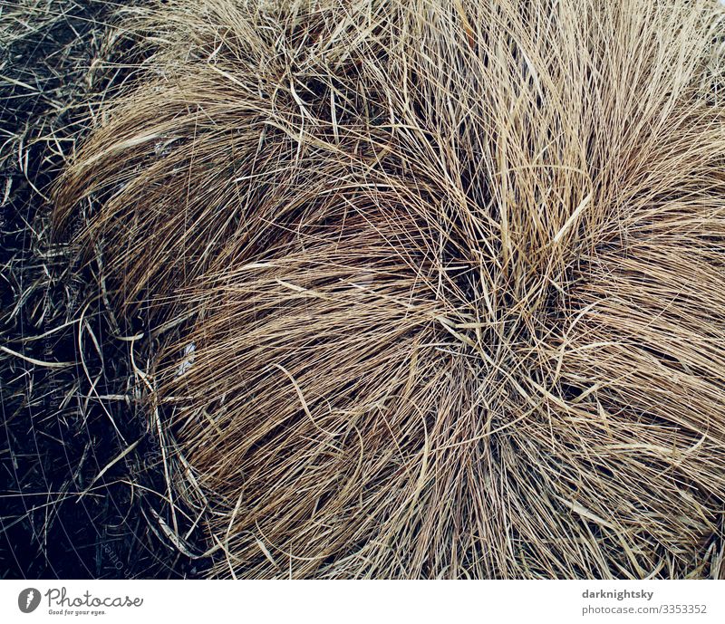 Beige coloured, dry grass in a large tuft in winter time in the High Fagnes, Belgium, near the Eifel Environment Nature Plant Autumn Winter Climate