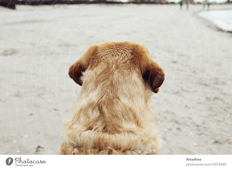 Back view of a blond Labrador on the beach Joy Hunting Trip Adventure Landscape Spring Autumn Winter Weather Beach Baltic Sea Ocean Blonde Sand Observe Looking