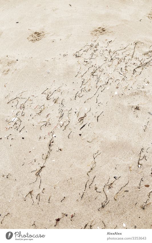 Close-up of the Baltic Sea beach - sand with algae and sea grass dog tracks Paw prints Algae Seaweed Tracks Sand Sandy beach Dune Plant Coast Beach