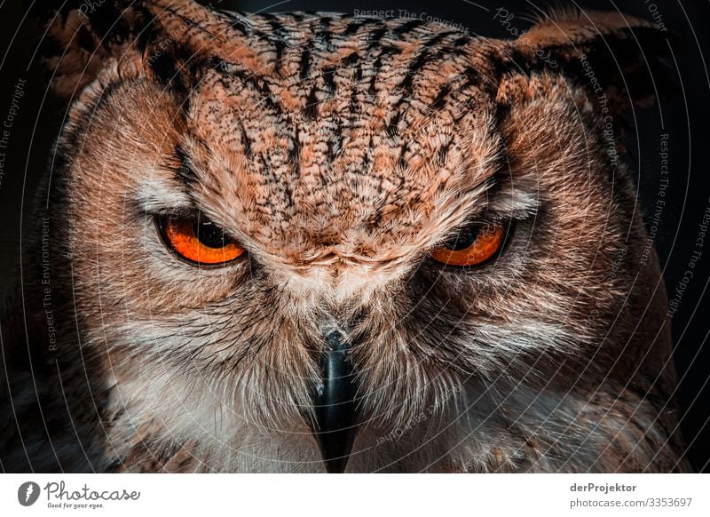Owl stares at me Vacation & Travel Tourism Trip Adventure Far-off places Freedom Environment Nature Animal Spring Beautiful weather Forest Wild animal Bird 1