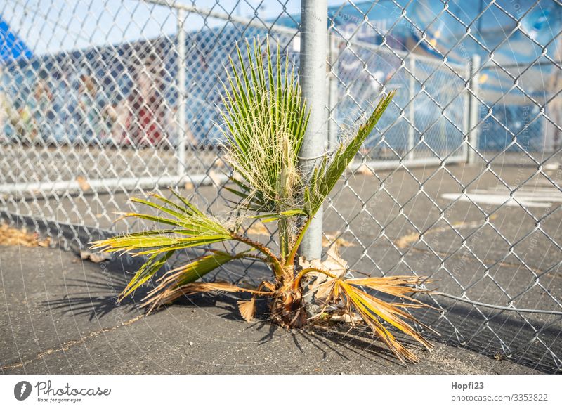 Palm tree grows through the asphalt Nature Plant Spring Summer Beautiful weather Tree Places Playground Sporting grounds Growth Success Infinity Town Blue