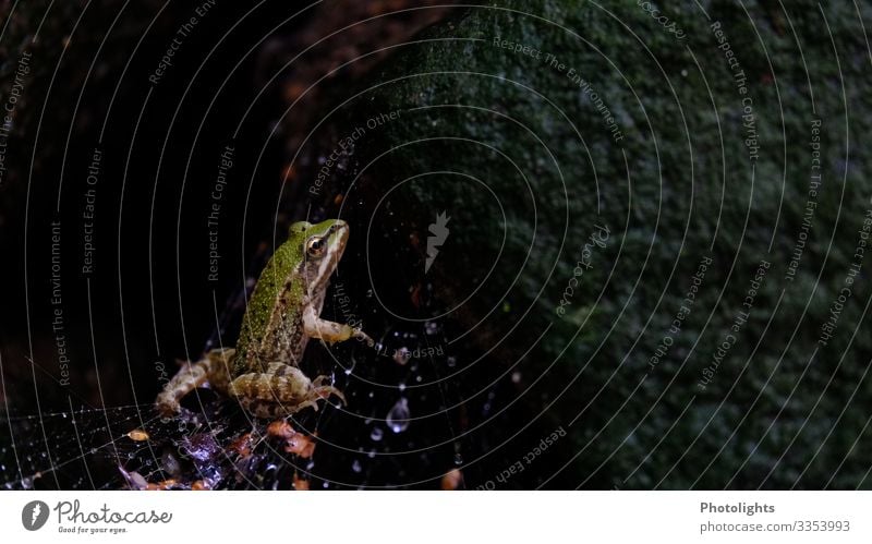 Frog in spider's web Garden Nature Animal Drops of water Autumn Bad weather Rain Farm animal Spider Spider's web 1 Observe Disgust Hideous Cold Wet Curiosity