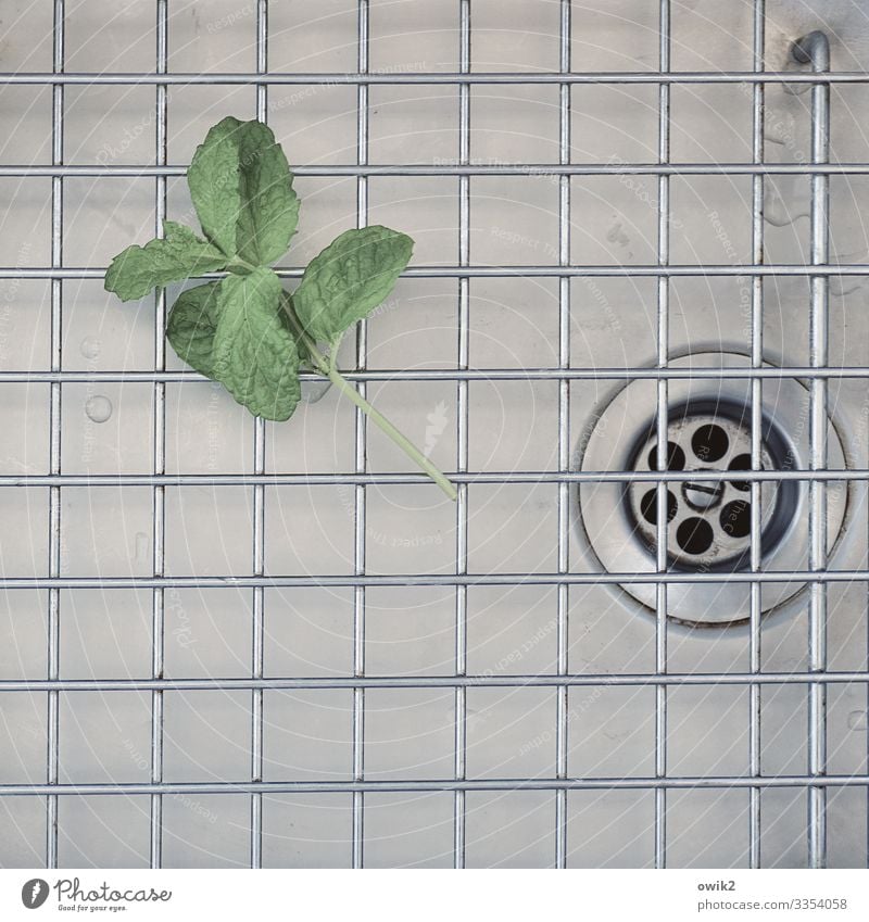 Melissa leaf Leaf Mint Drainage Sink Grating Metal Lie Wait Glittering Dry Drops of water Wet Balm Colour photo Interior shot Detail Structures and shapes