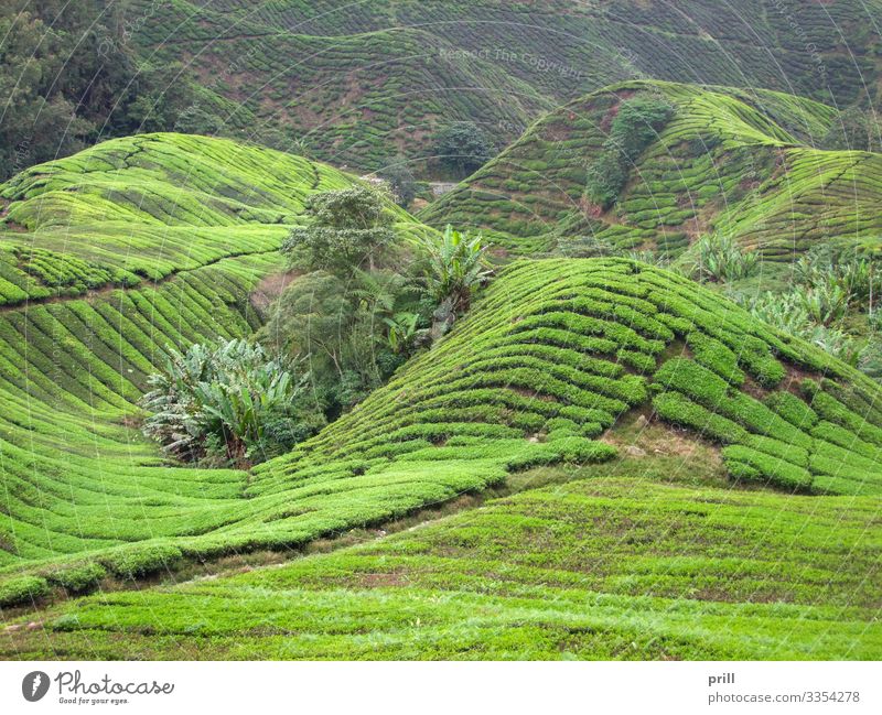 Tea plantation in Malaysia Mountain Agriculture Forestry Landscape Plant Bushes Field Hill Lanes & trails Juicy Green cameron highlands Malaya pahang planting