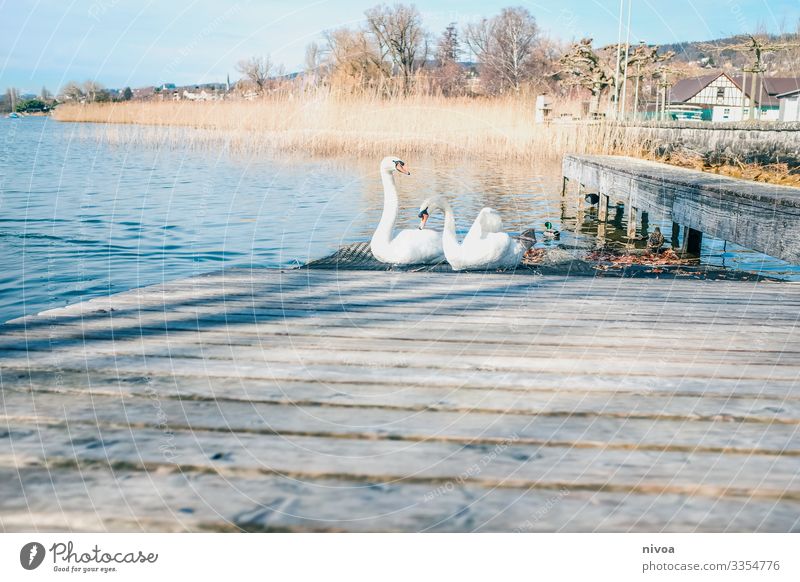 Swans on a landing stage Fish Well-being Trip Environment Nature Landscape Plant Winter Weather Beautiful weather Lakeside Lake zurich Switzerland Navigation