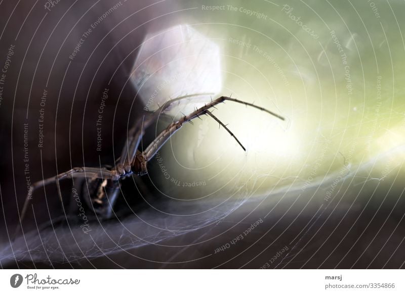 Eugh | Spider Alarm Profile Full-length Animal portrait Central perspective Shallow depth of field Back-light Sunlight Light (Natural Phenomenon) Contrast Day