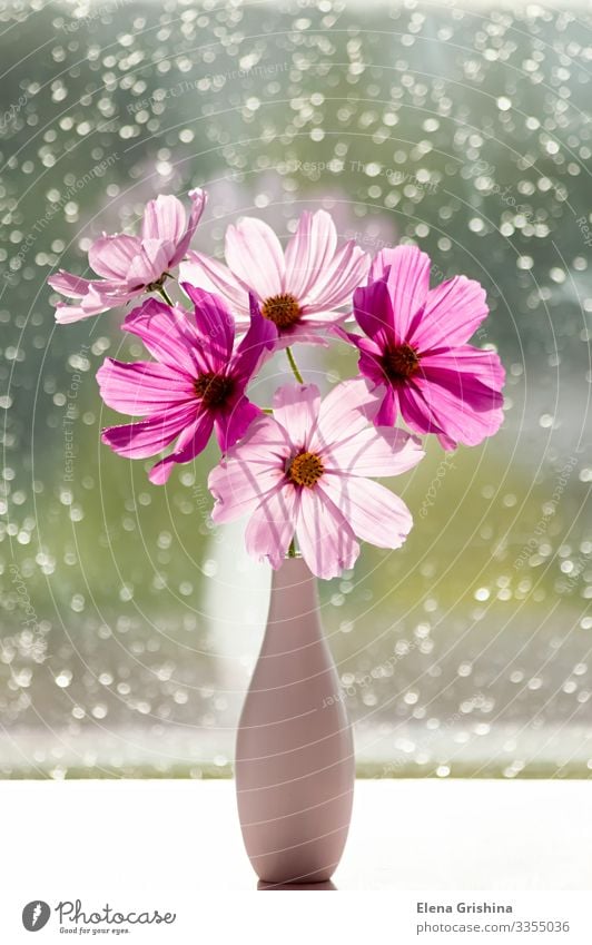 A bouquet of summer cosmos (pink cosmea) flowers in a vase. Elegant Design Summer Sun Decoration Feasts & Celebrations Valentine's Day Mother's Day Easter