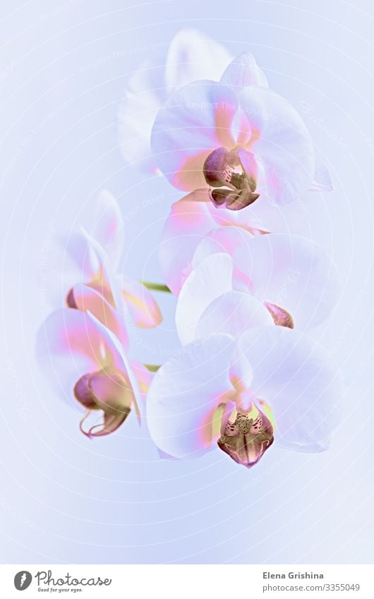 White orchid in a neon light. Close-up. Elegant Design Exotic Interior design Decoration Feasts & Celebrations Valentine's Day Mother's Day Wedding Birthday