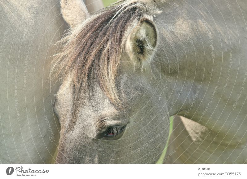White horse with pony Horse Gray (horse) Pelt Coat color Eyes Ear Bangs Mane Stand Athletic Beautiful Near Happy Anticipation Trust Love of animals Adventure