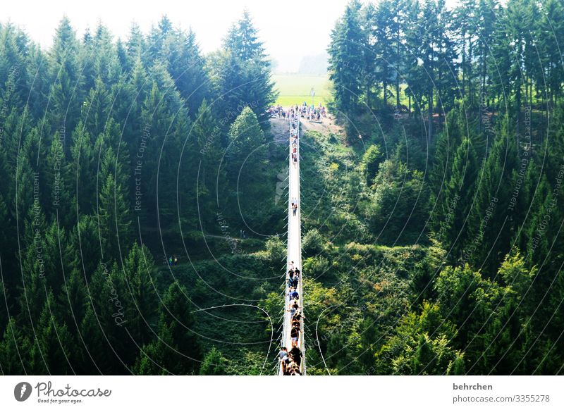 constructive | trust in the art of engineering! Manmade structures Bridge height trees Germany Fantastic Nature Forest Adventure Dangerous Fear of heights wide
