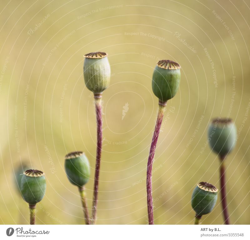 poppy seed capsules Nature Plant Flower Poppy Brown Yellow Green Colour photo Exterior shot Copy Space left Copy Space right Copy Space top
