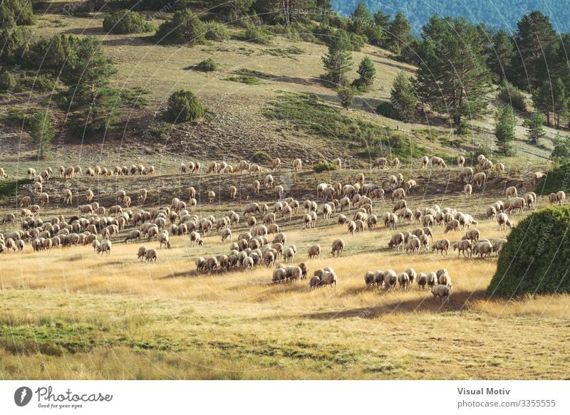 Flock of sheeps grazing in the field Beautiful Life Summer Mountain Environment Nature Landscape Plant Animal Tree Grass Hill Group of animals Herd To feed