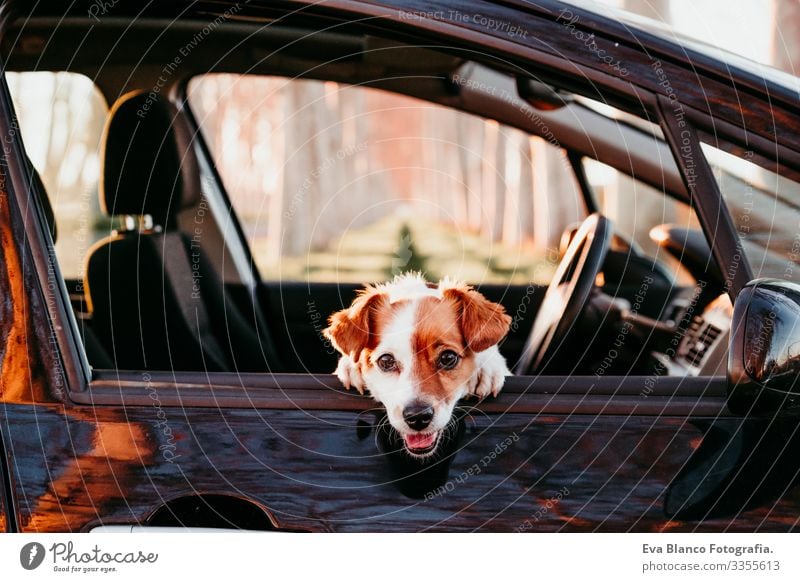 portrait of cute jack russell dog in a car at sunset. Travel concept Open harness Window Trip White Seatbelt tour tourism Terrier Vantage point Ride Observe