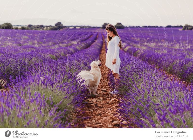 beautiful woman with her golden retriever dog in lavender fields at sunset. Pets outdoors and lifestyle. Meadow Beauty Photography Leisure and hobbies Freedom