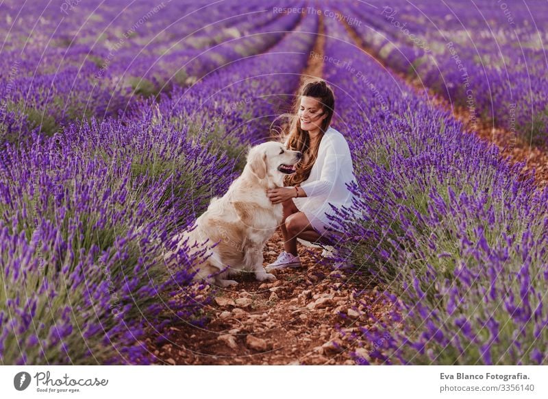 beautiful woman with her golden retriever dog in lavender fields at sunset. Pets outdoors and lifestyle. Meadow Beauty Photography Leisure and hobbies Freedom
