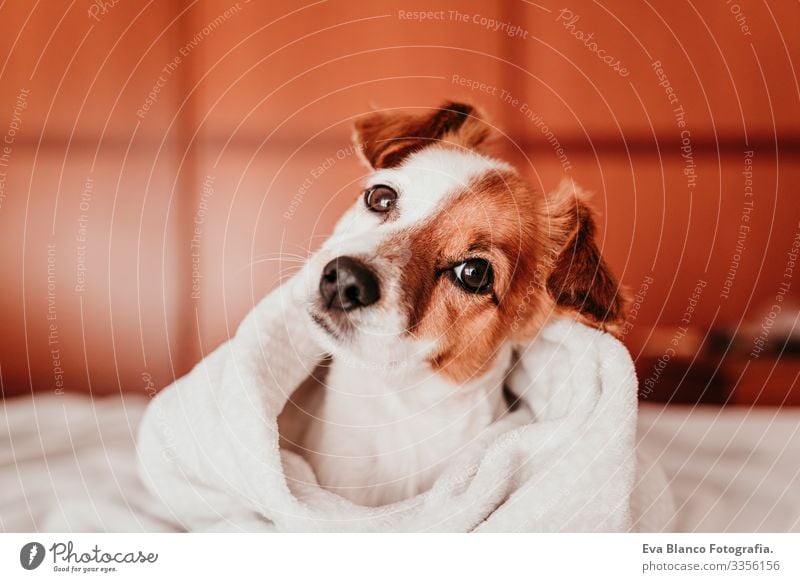 cute small jack russell dog resting on bed on a sunny day covered with a blanket Cute Dog Jack Russell terrier Sleep Fatigue Rest Resting eyes closed Snout
