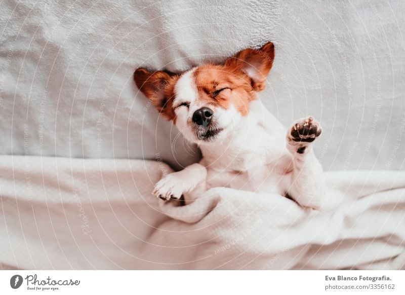v upside down Cute Dog Jack Russell terrier Sleep Fatigue Rest Resting eyes closed Snout Deserted To enjoy lazy snore Happy Safety (feeling of) Beautiful