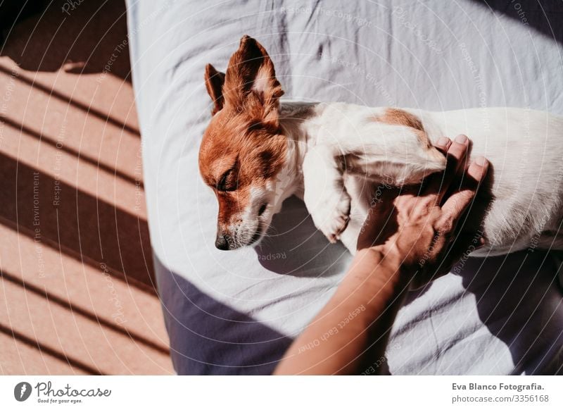 woman hand touching cute small jack russell dog resting on bed on a sunny day Hand owner Touch Cute Dog Jack Russell terrier Sleep Fatigue Rest Resting