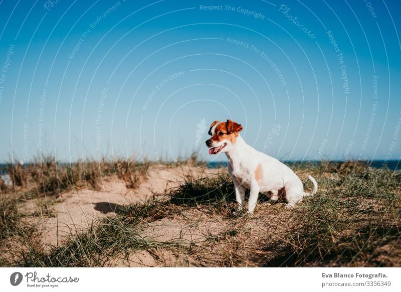 cute small jack russell dog at the beach. Sitting on dunes at sunset Cute Dog Beach Sunset Dunes Landscape Summer Blue sky Vacation & Travel White Puppy