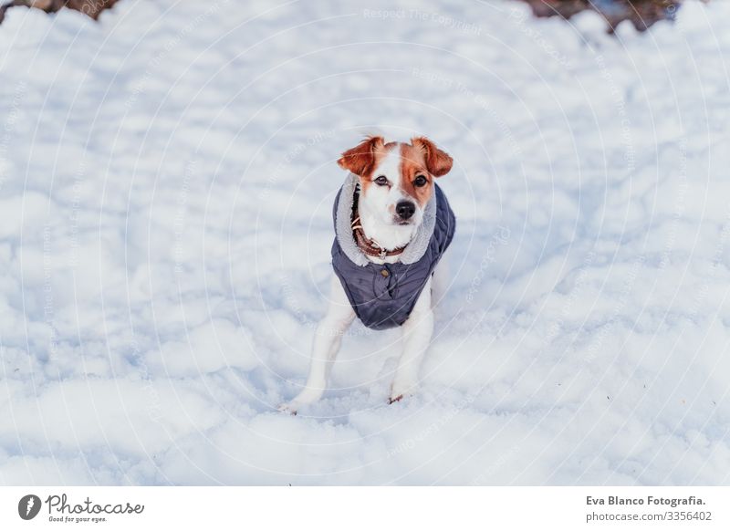 portrait outdoors of a beautiful jack russell dog playing and running at the snow. winter season Playing Playful Portrait photograph Dog Jack Russell terrier