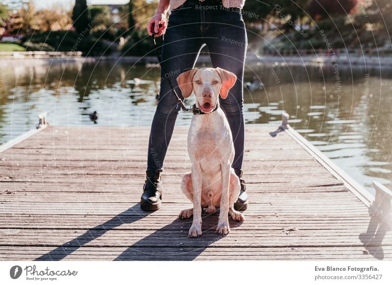 young woman and her dog outdoors in a park with a lake. sunny day, autumn season Woman Dog Park Youth (Young adults) Exterior shot Love Pet owner Sunbeam