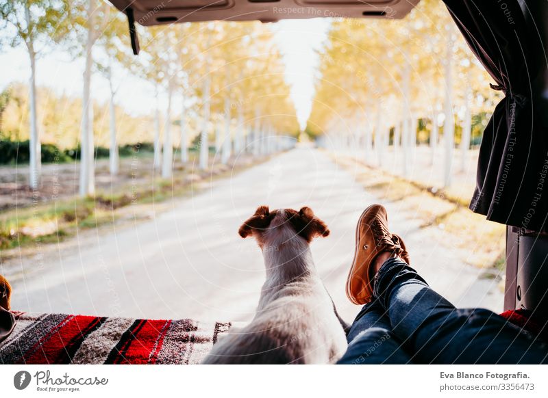 cute jack russell dog and woman legs relaxing in a van. travel concept Jack Russell terrier Dog Woman Van Vacation & Travel Legs Unrecognizable Cute Small Pet