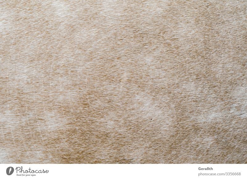 texture of the skin of a beige horse closeup Skin Animal Fur coat Horse Natural animal skin background Beige Blank detailed fur background fur pattern