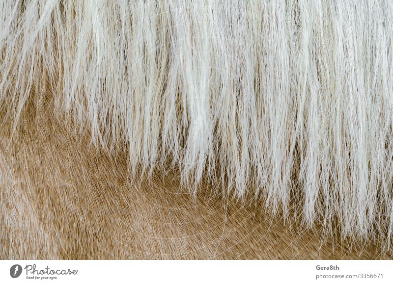 texture of the skin of a beige horse with a mane close up Skin Animal Fur coat Horse Natural White animal skin background Beige Blank detailed fur background
