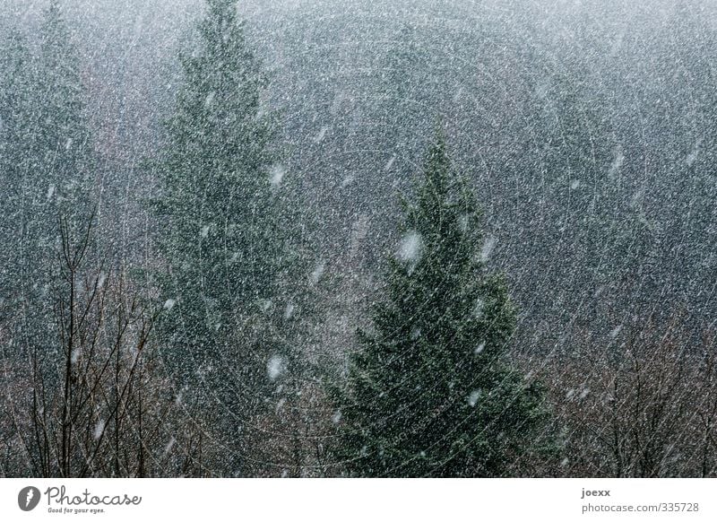 A thousand tears Nature Winter Bad weather Snowfall Forest Dark Cold Gray Green Black White blow snow Colour photo Subdued colour Exterior shot Deserted Day