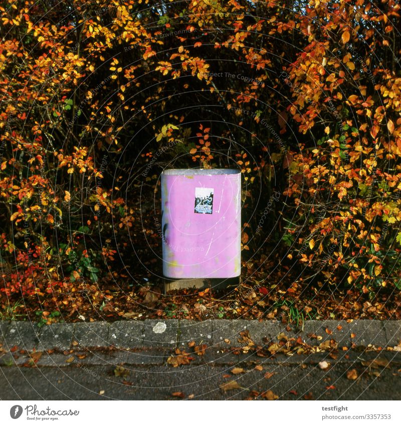 rubbish bin Public Trash Dispose of off shrub Hedge Autumn pink Old Graffiti