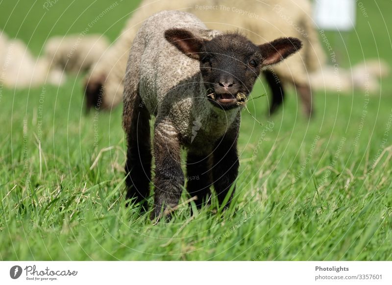 Curious lamb Nature Landscape Animal Spring Meadow Farm animal Animal face Pelt Sheep 1 Herd Baby animal To feed Feeding Listening Looking Near Smart Brown