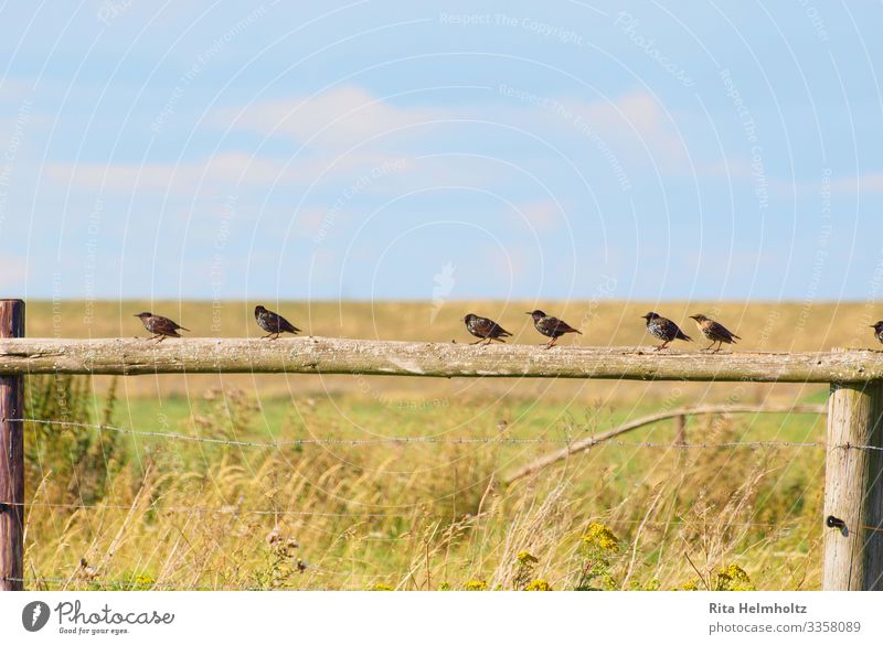 Starlings on the fence Nature Landscape Grass Bushes Wild animal Bird Group of animals Happiness Funny Blue Brown Yellow Love of animals Romance Calm Life