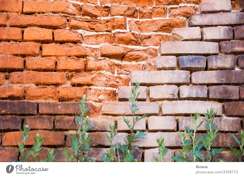 block Wall (barrier) masonry Brick construction Brick red brick Tall green Weed green stuff Tuft of grass Brick wall Bricks obliquely Colour tone Old Broken